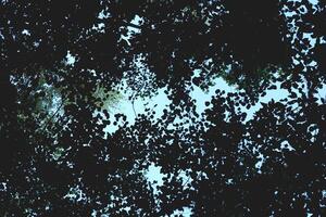 Tops of the leaves of trees silhouettes. Bottom view. Forest background. photo