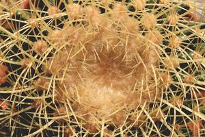 Prickly surface of cactus texture. Macro closeup. Top view. photo