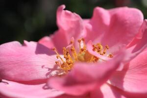 Pink flower with developing petals and yellow stamens in the bud center. photo