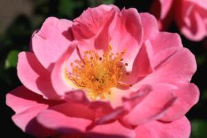 Pink flower with developing petals and yellow stamens in the bud center. photo