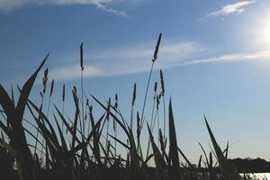 Green reeds large leaves tops silhouettes in clear sky. Summer background texture. photo