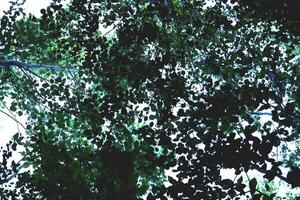 Tops of the leaves of trees silhouettes. Bottom view. Forest background. photo