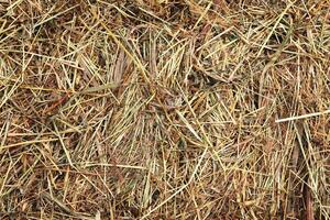 Hay texture. Dried grass agricultural background. photo