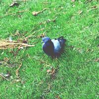 Smart but with a small claim city dove. Park bird. photo