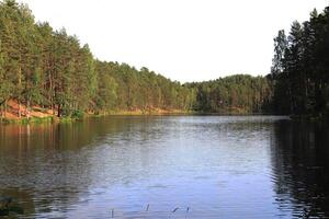 Pine forest around lake landscape. Coniferous wood trees. photo