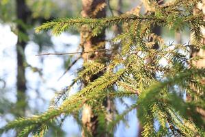 Pine branches tree landscape. Summer romantic nature background. photo