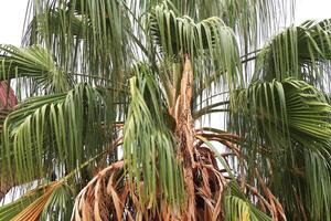 Palm leafs texture. Exotic tree branch background. photo