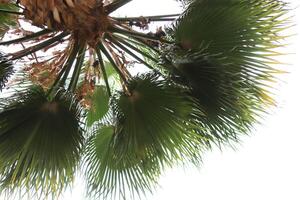 Exotic palm tree with branches in the sky. Palm leafs top texture. photo
