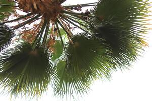 Palm leafs texture. Exotic palm tree with branches in the sky. photo