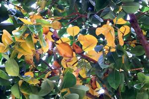 Tree foliage with wide dense leafs. photo