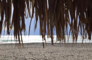 Sea beach landscape with overhanging palm leaves in Alanya. Turkey. Overcast Weather. photo