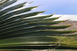 Palm leaf texture. Exotic tree branch. Sea and sky on background. photo