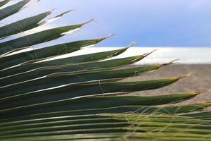 Exotic tree branch. Palm leaf texture. Sea and sky on background. photo