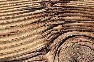 Wood with tree knot texture. Wooden board background. Tree knot macro closeup. photo