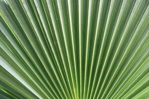 Palm leaf texture. Exotic tree branch background. photo