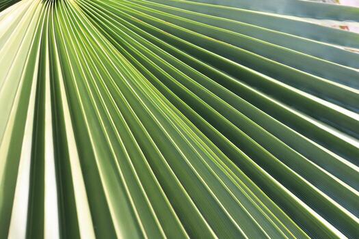 Palm leaf texture. Exotic tree branch background. photo