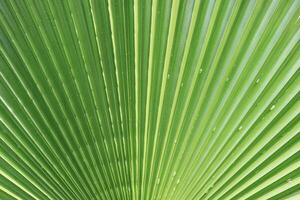 Palm leaf texture. Exotic tree branch background. photo