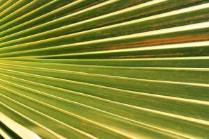 Exotic tree branch background. Palm leaf texture. photo