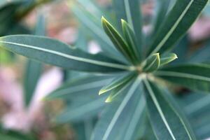 Olive tree sprout. Macro closeup. photo
