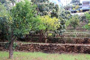 Multi-level fruit tree garden with residential house on background photo