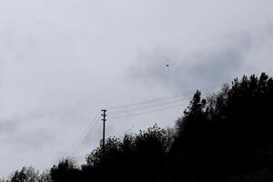 Trees tops silhouette with power pole on background photo