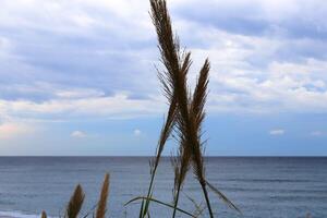 Spikes of reed forming letter N with sea on background photo