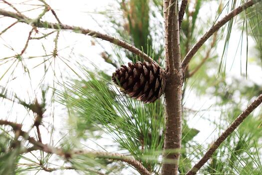Magnificent pine branch with a cone. Macro closeup. photo