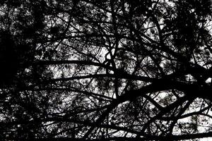 Crossing multiple branches. Top view. photo