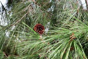 Cone in long pine needles. Macro closeup. photo