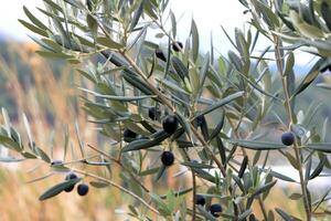 Olive tree with olives fruits on the branches photo