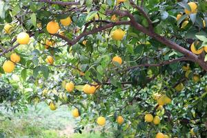 A branch of an orange tree with ripe fruits photo