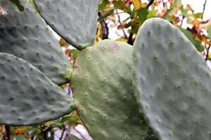 Common cactus plant photo