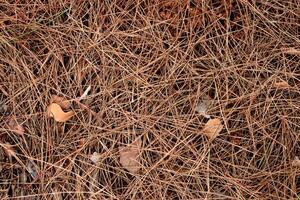 Dry pine needles texture. Forest floor backdrop. Brown dried fir needles background. photo