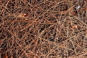 Dry pine needles texture. Brown dried fir needles background. Forest floor backdrop. photo