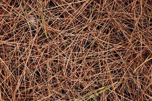Dry pine needles texture. Forest floor backdrop. Brown dried fir needles background. photo