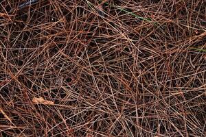 Dry pine needles texture. Forest floor backdrop. Brown dried fir needles background. photo