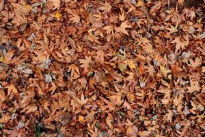 Dry leaves texture. Dried forest floor backdrop. Droughty background. photo
