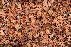 Droughty background. Dry leaves texture. Dried forest floor backdrop. photo
