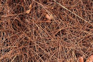 Dry pine needles texture. Forest floor backdrop. Brown dried fir needles background. photo