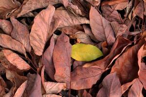 Droughty background. Dry leaves texture. Dried forest floor backdrop. photo
