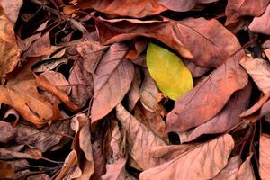 Dry leaves texture. Dried forest floor backdrop. Droughty background. photo