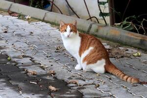 Scared red cat ready to scare and run photo