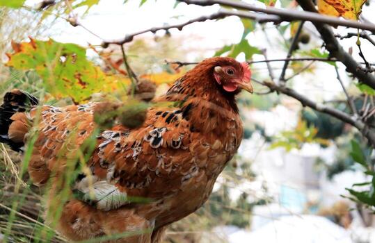 Red calm chicken in tree branches photo