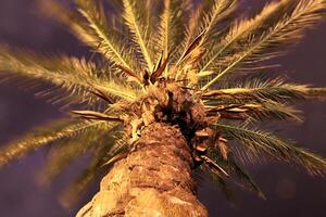 Palm with leaves. Top view. Night long exposure. photo