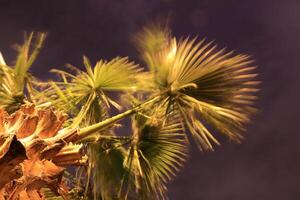 Palm branches leaves. Top view. Night long exposure. photo