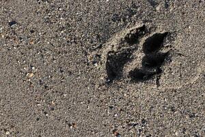 Dog trace on beach sand photo
