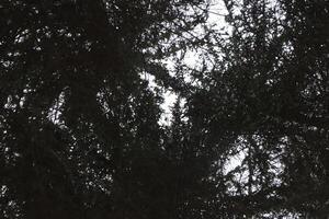 Big christmas trees with sky clearance. Bottom view. photo