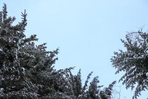 Big christmas trees branches with sky. Bottom view. photo