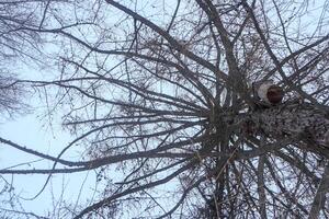 Bird feeder on a tree. Bottom view. photo