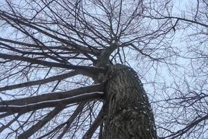 Tree with branches growing in one direction photo
